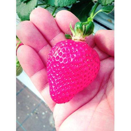 The Paradise Garden Сасебо Екстериор снимка